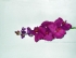 Ветка орхидеи (цвет-ассорти)
