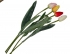 Тюльпан (цвет-ассорти)