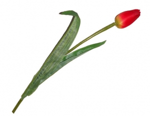 Тюльпан (цвет-ассорти)